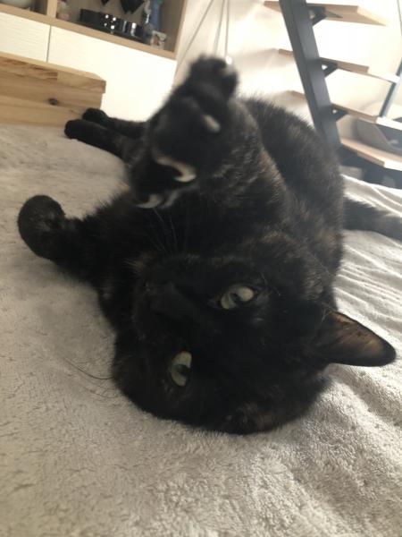Minette