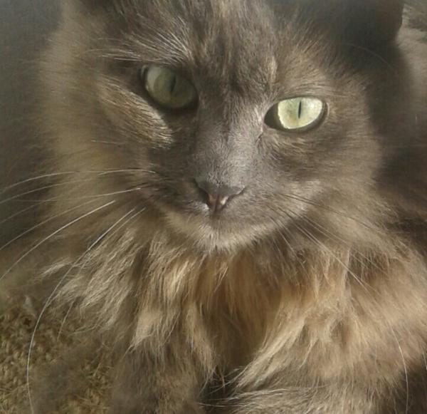 KIKI