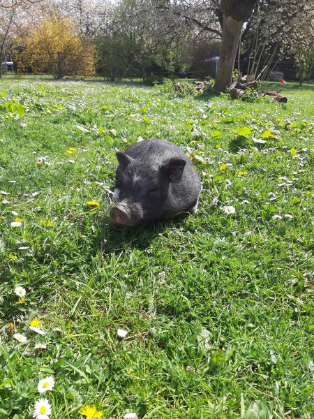 Pumba
