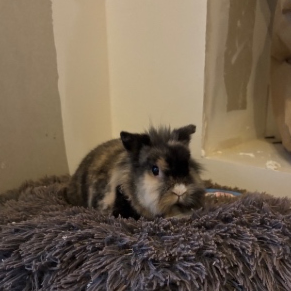 Ella