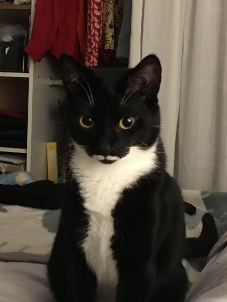 Oreo