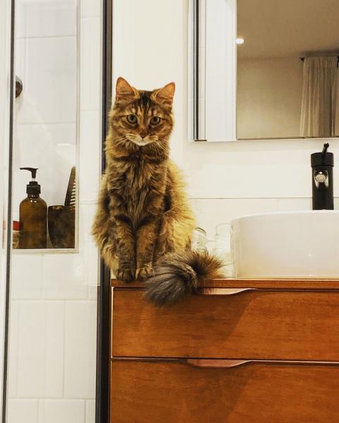 Tonka