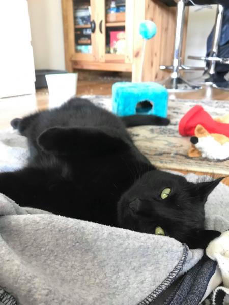 Zorro