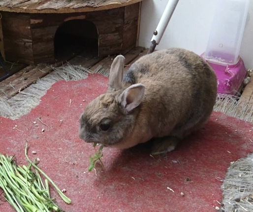 Pipinette