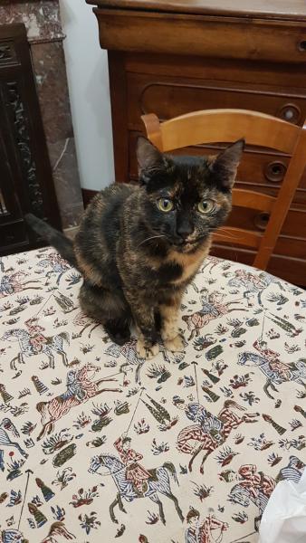 Mistigrette