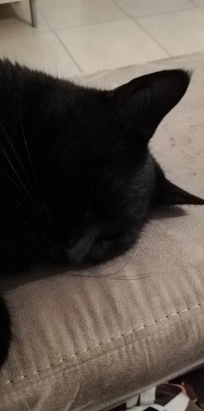Orei