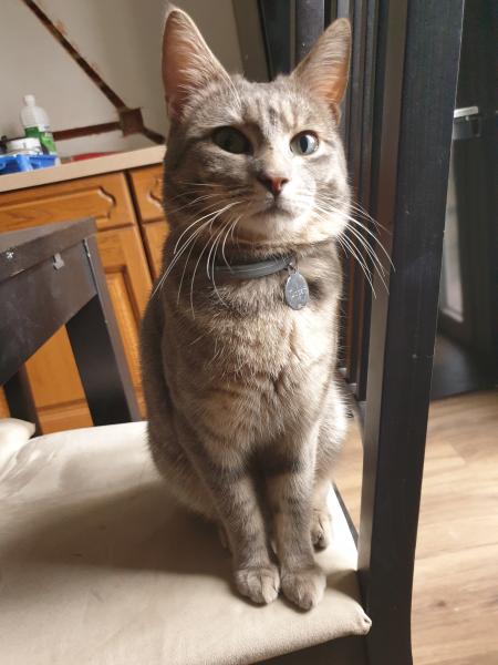 oscar