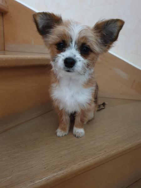 Maïa