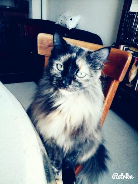 Nanuk