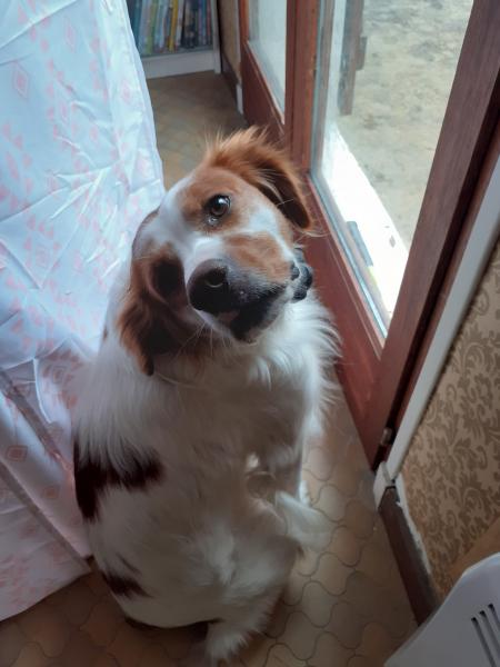 Miko