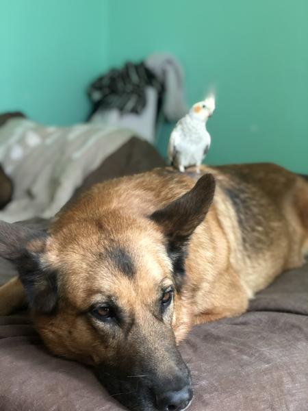 Dracarys &amp; Drogon