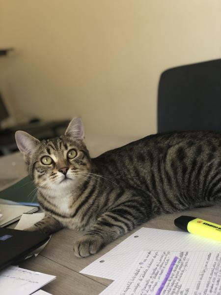 Koba