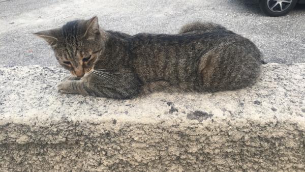 Pepito