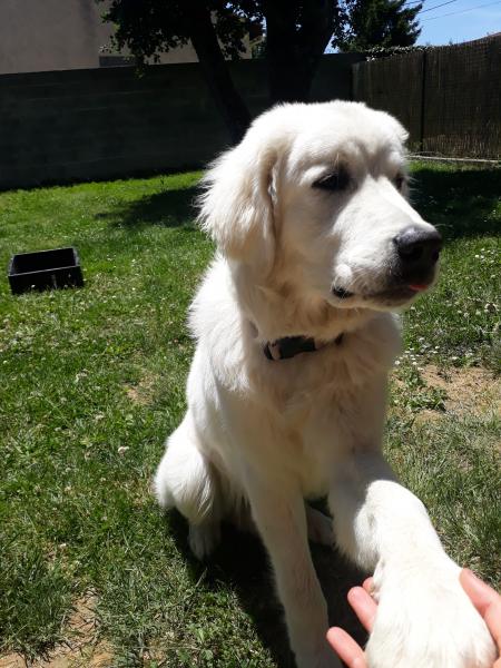 O'Pixel