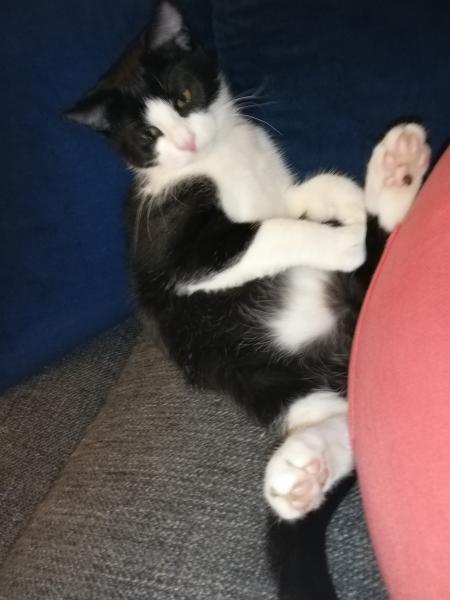 Pavarotti
