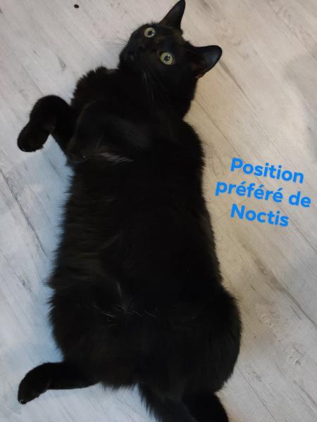 Noctis