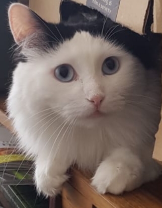 Chouky
