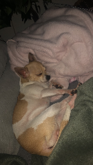 Louna