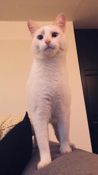 Mousse