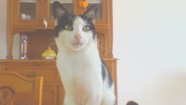 Frimousse