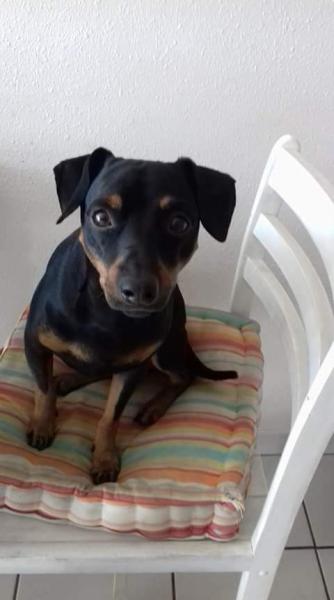Cesar