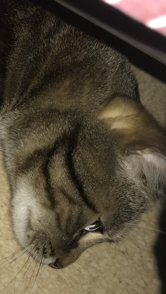 Oreo
