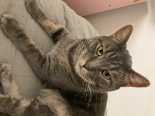 Figaro