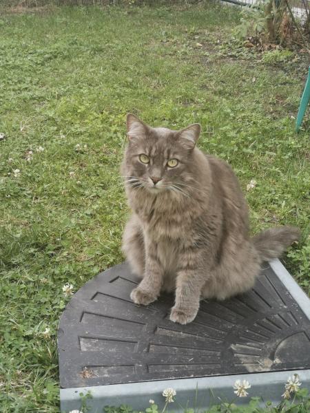 Patoune