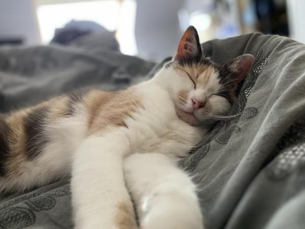 Frimousse