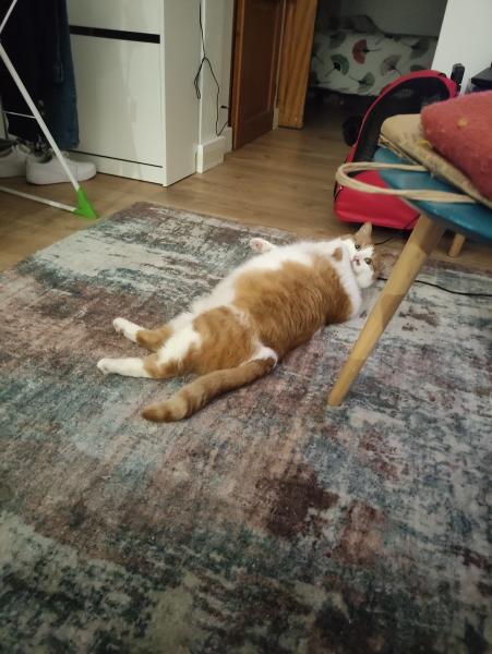 Loki