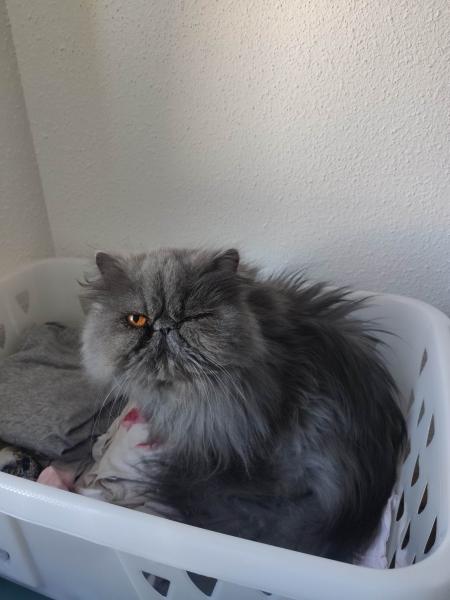 Mia