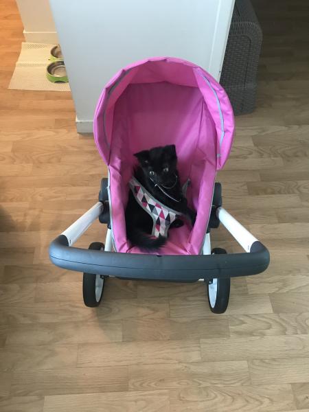 Simba