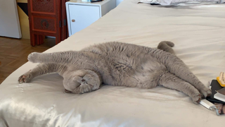 Léon