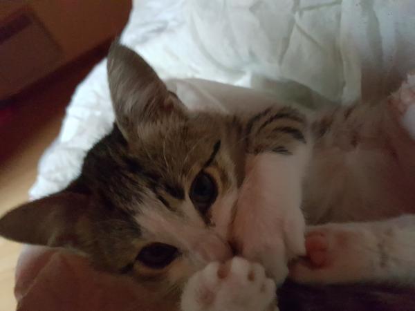 Attilio