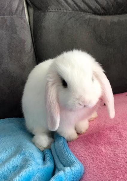 Bounty