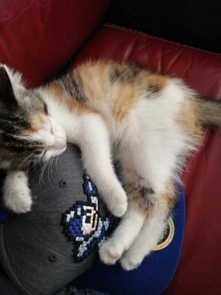 Zelda
