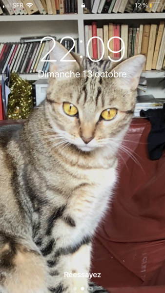 Bacci