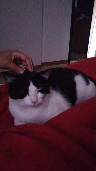 Felix