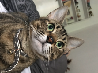 Ambar