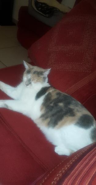 Chipie
