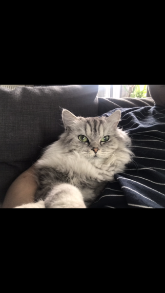 Maurice