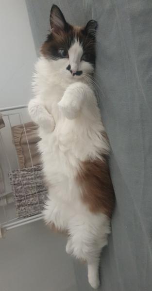 Maya