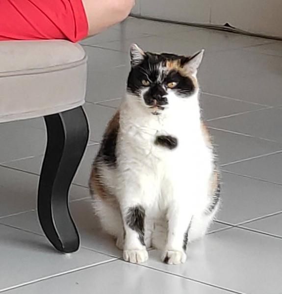 Droopie