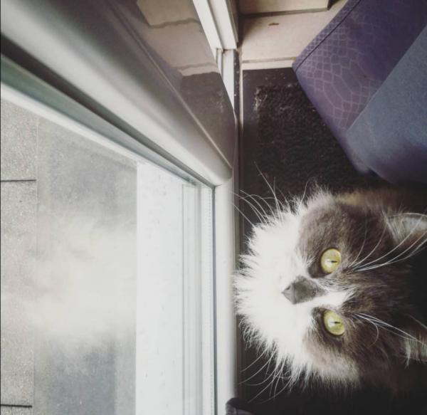Minette