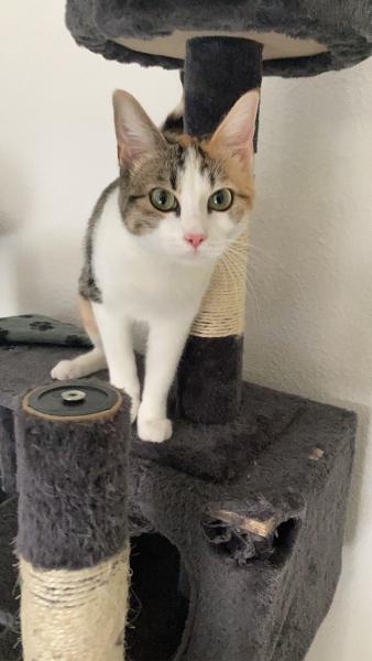 Niña