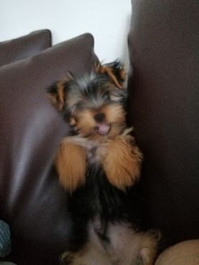 Léon