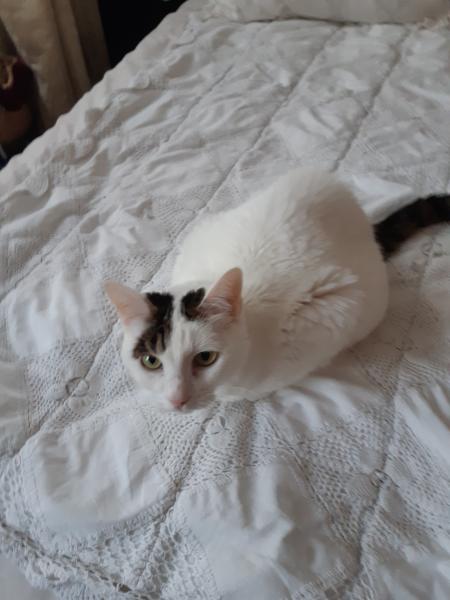MINOUCHETTE