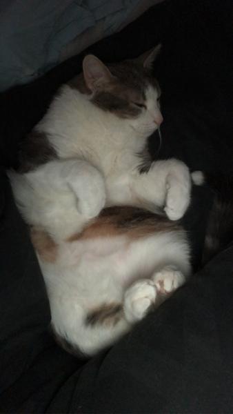 Bouboule