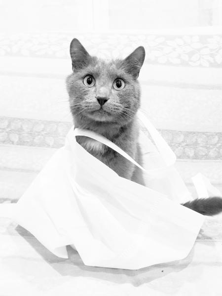 Pépito