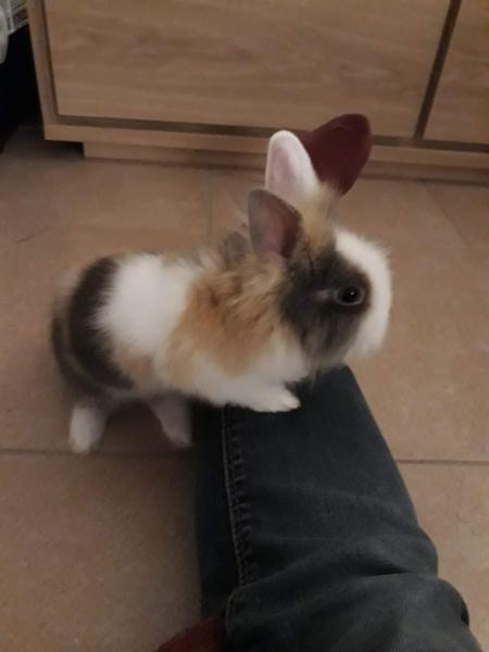 Cookie